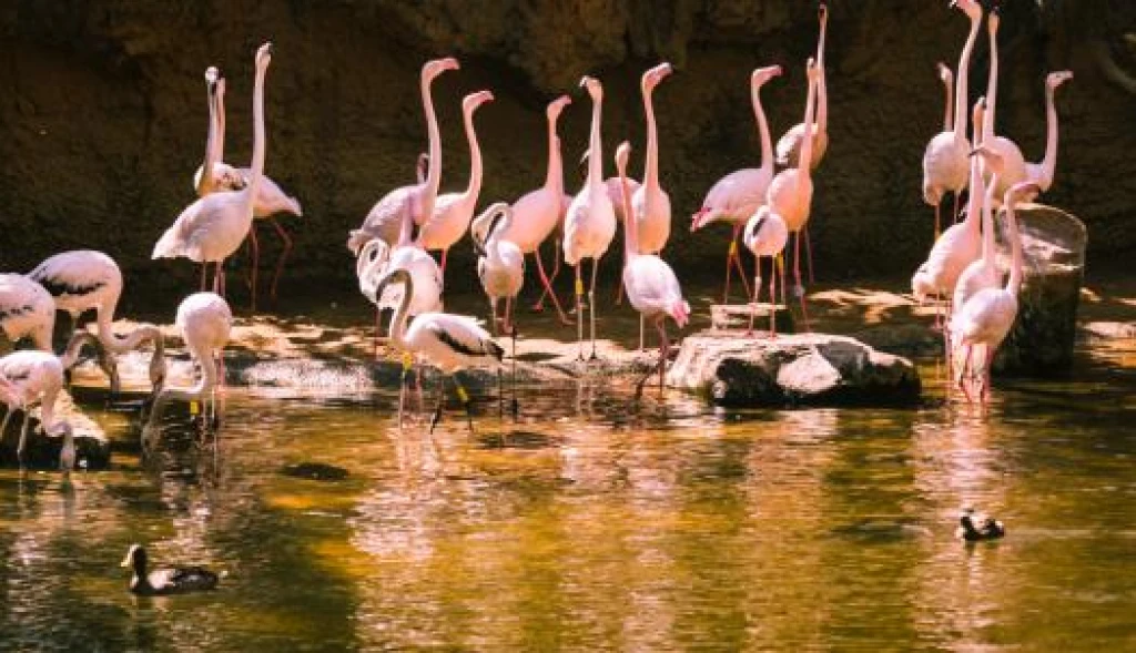 Elegant Kenya Turu - Büyük Göç