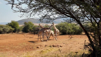 Güney Afrika Turları