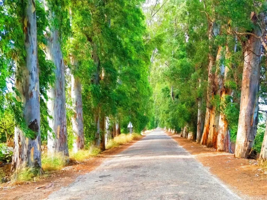 Marmaris Yuvarlakçay Tour with Lunch & Akyaka River Cruise with Lunch