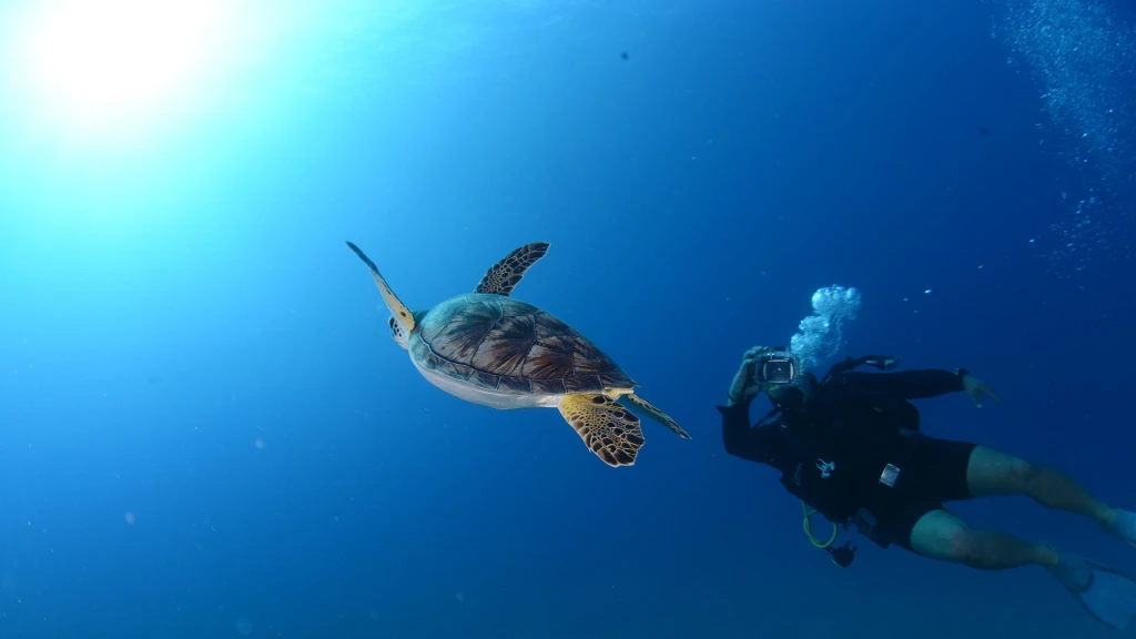 Scuba Diving Experience Hotel Pickup, Lunch, and 2 Dives from Fethiye