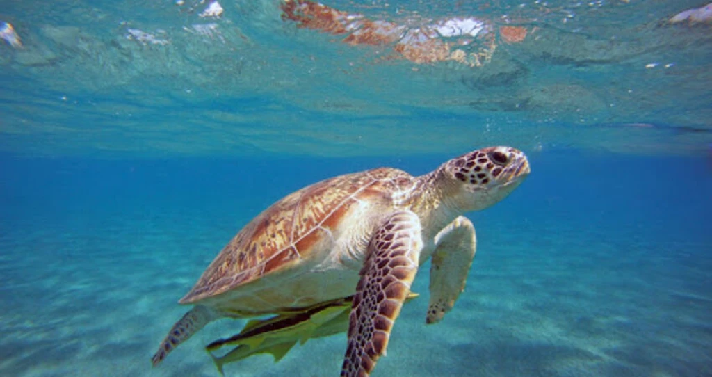 Likya Blue Paradise Fethiye Tours 25-30 August 2026