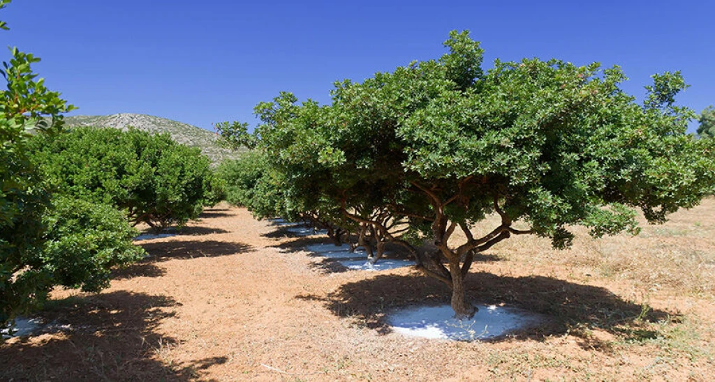 Sakız Adası Turu - Ramazan Bayramına Özel