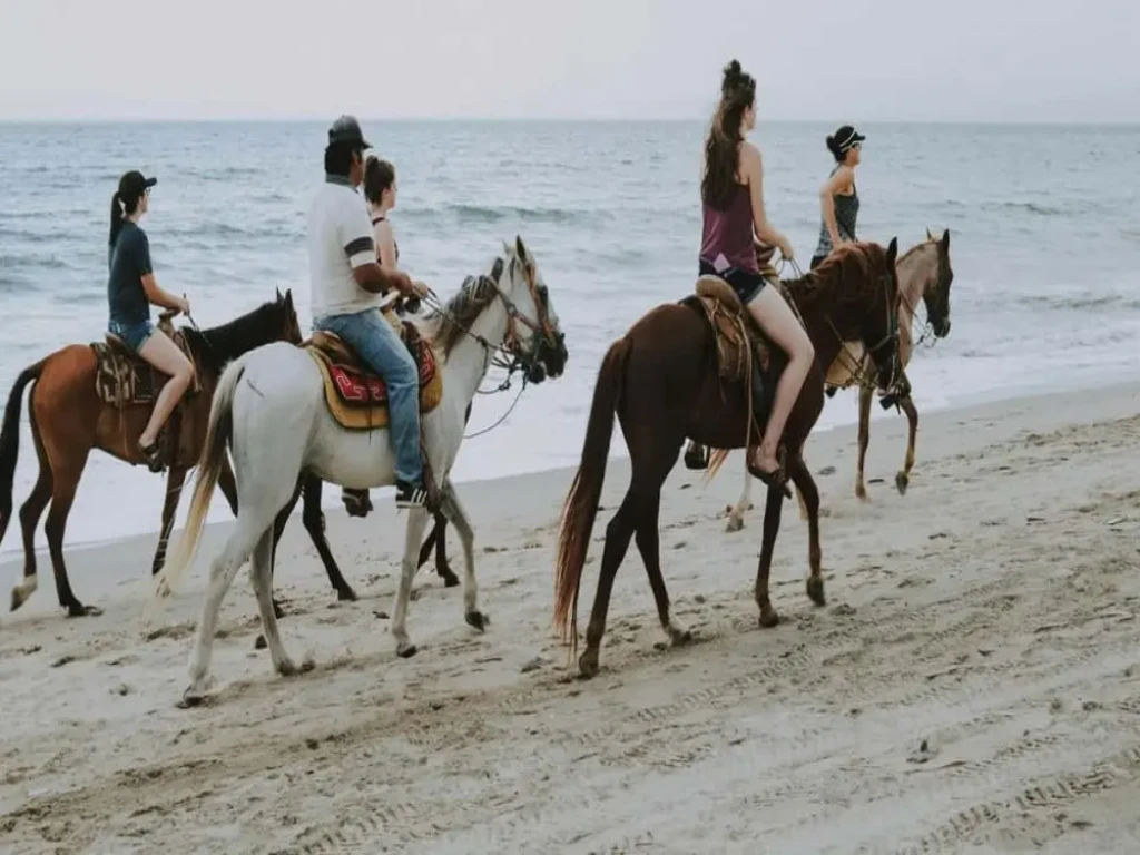 Side Horse Safari: From Pine Forest to the Sea