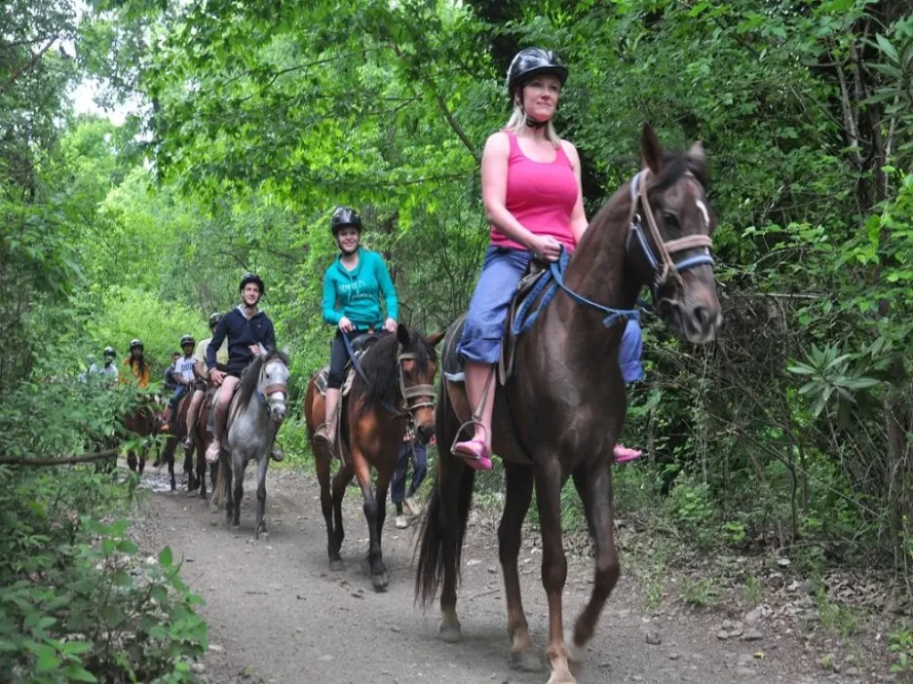 Side Horse Safari: From Pine Forest to the Sea