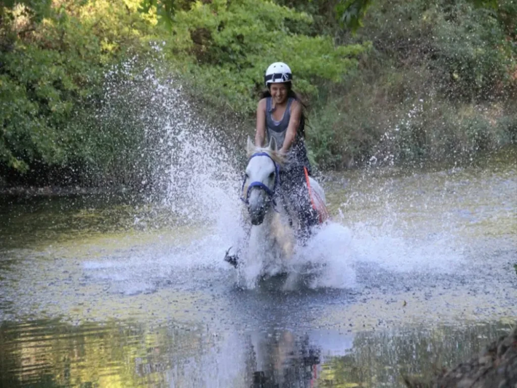 Side Horse Safari: From Pine Forest to the Sea