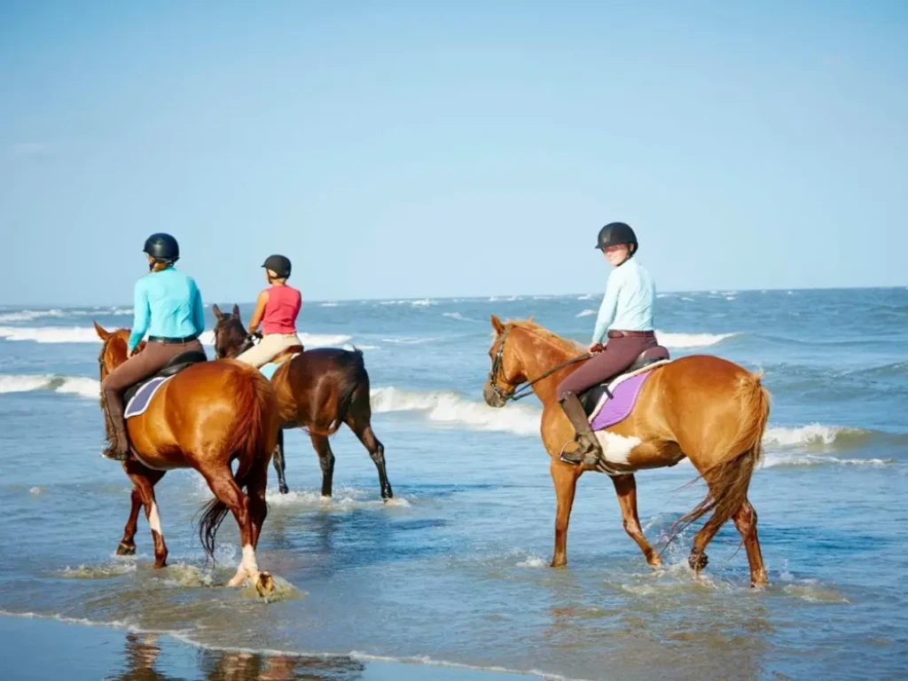 Side Horse Safari: From Pine Forest to the Sea