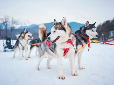 Ankara’dan Süper Promo Lapland Beyaz Rotalar