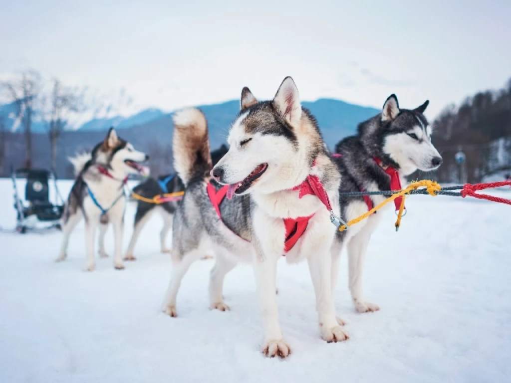 Dolu Dolu Lapland Turu Beyaz Rotalar