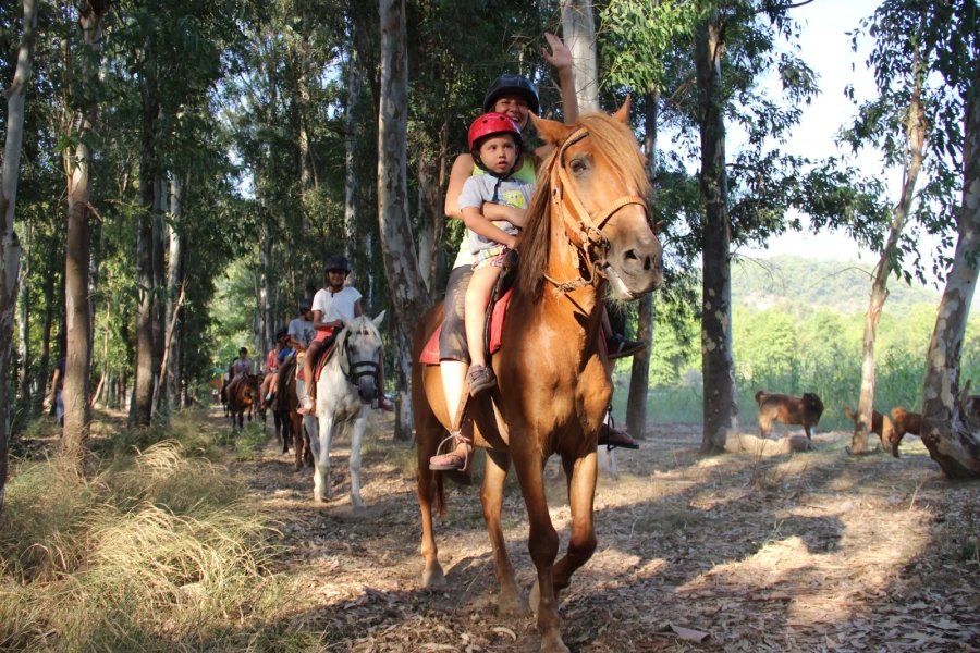HORSE SAFARI