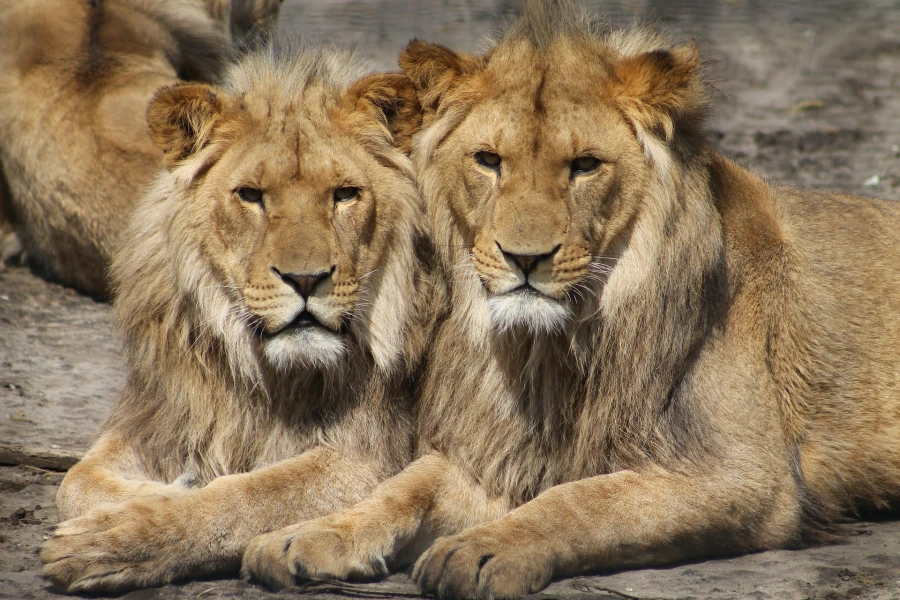 Green Canyon Boat Tour from Manavgat/Side: 5-in-1 Nature & Zoo Tour