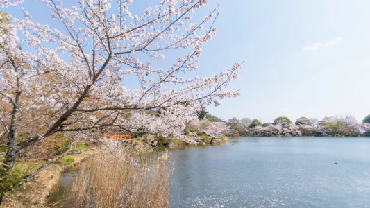 Türk Hava Yolları ile Vizesiz Grand Japonya Turu: Tokyo ve Osaka