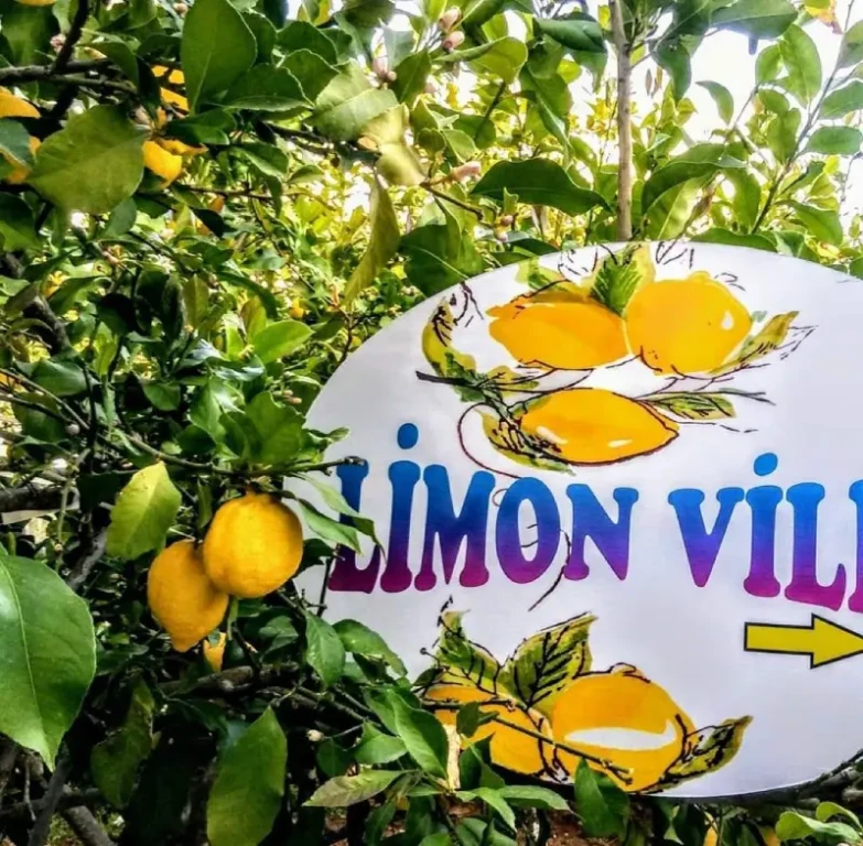 Lemon Villa 1