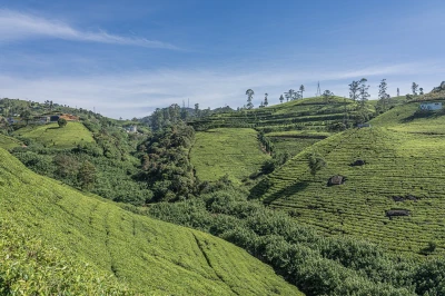 Sri Lanka Gezi Rehberi: Çay Bahçeleri, Plajlar ve Tarihi Miras