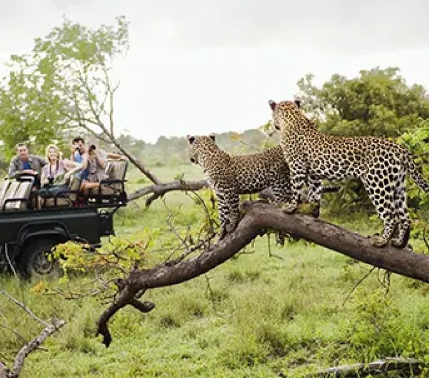 Güney Afrika Safari Turu Rotası