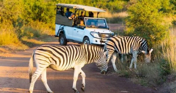 Dolu Dolu Güney Afrika Safari Turu Rotası