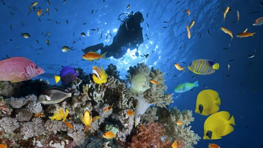 Sharm El Sheikh Turu Sömestre Özel THY ile 3 Gece (26-29 Ocak)