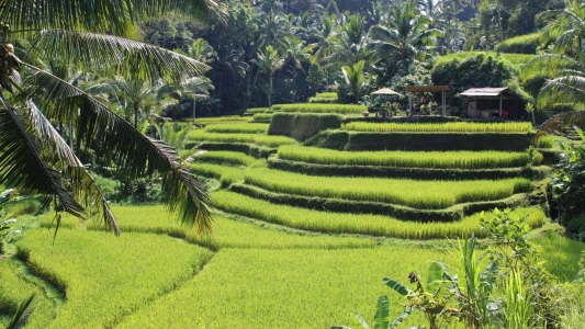 Rüya Ada Bali & Ubud Turu / Türk Hava Yolları ile /  7 Gece Konaklamalı (Ramazan Bayramı Özel 2027)...