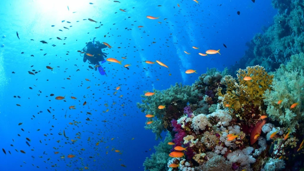 Sharm El Sheikh Turu / Türk Hava Yolları ile / 4 Gece Konaklamalı (Kurban Bayramı Özel) /  İstanbul Çıkışlı