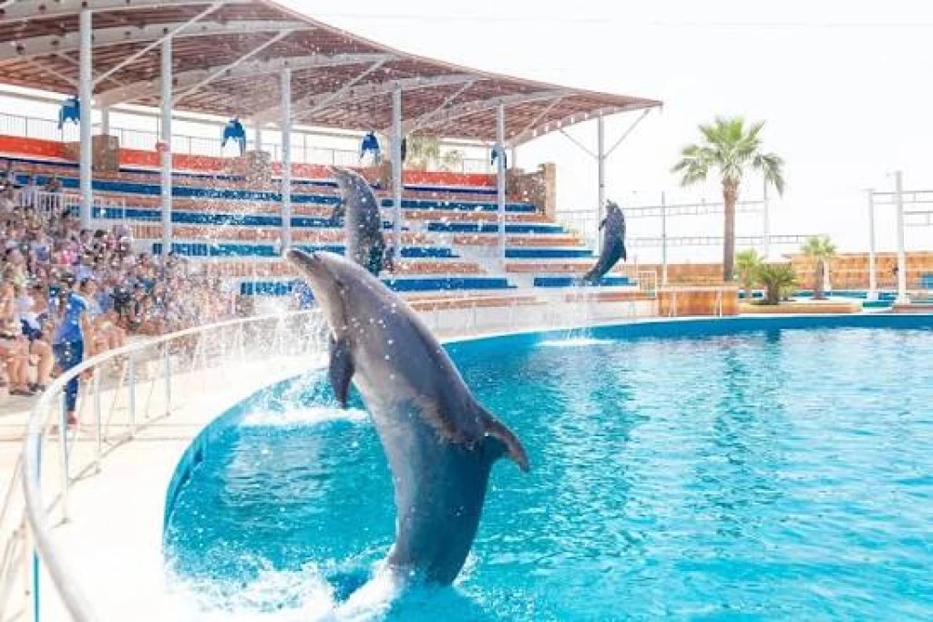 Dolphin Show