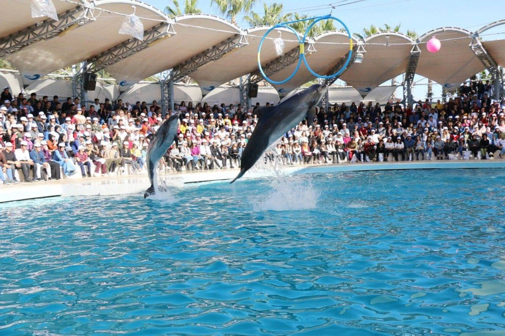 Dolphin Show