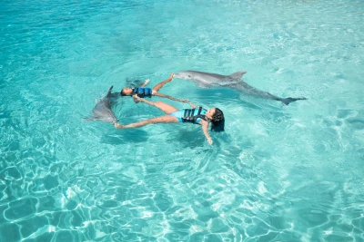 Dolphin Show With Swimming