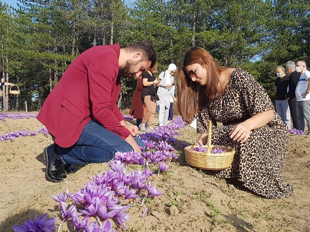 Safranbolu Yörük Köyü Safran Hasadı Turu 1 Gece Otel Konaklamalı