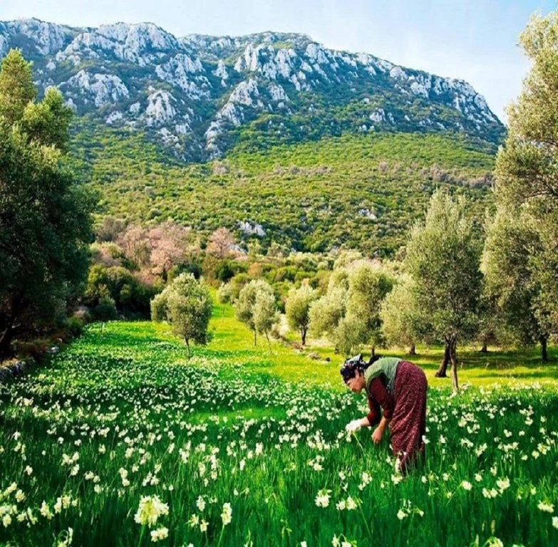 Karaburun Nergis Çiçeği Festivali Turu 1 Gece Otel Konaklamalı