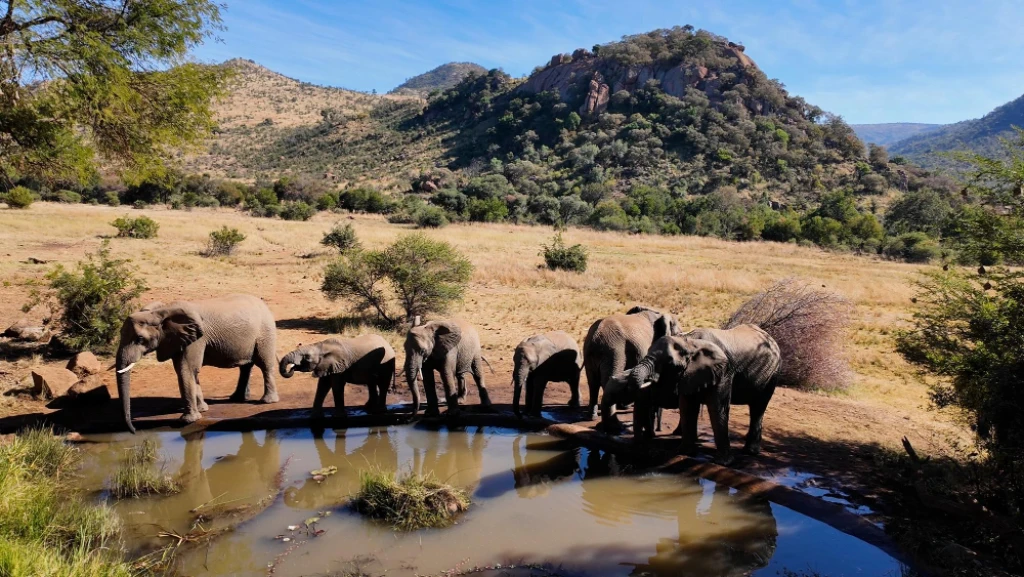 Comfort Güney Afrika Safari Turu Big Five'ın Peşinde Türk Havayolları ile 6 Gece CPT-JNB
