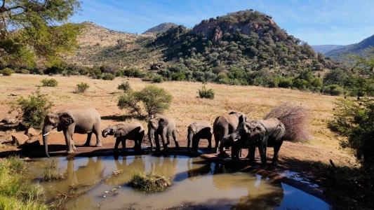 Comfort Güney Afrika Safari Turu Big Five'ın Peşinde Türk Havayolları ile 6 Gece CPT-JNB