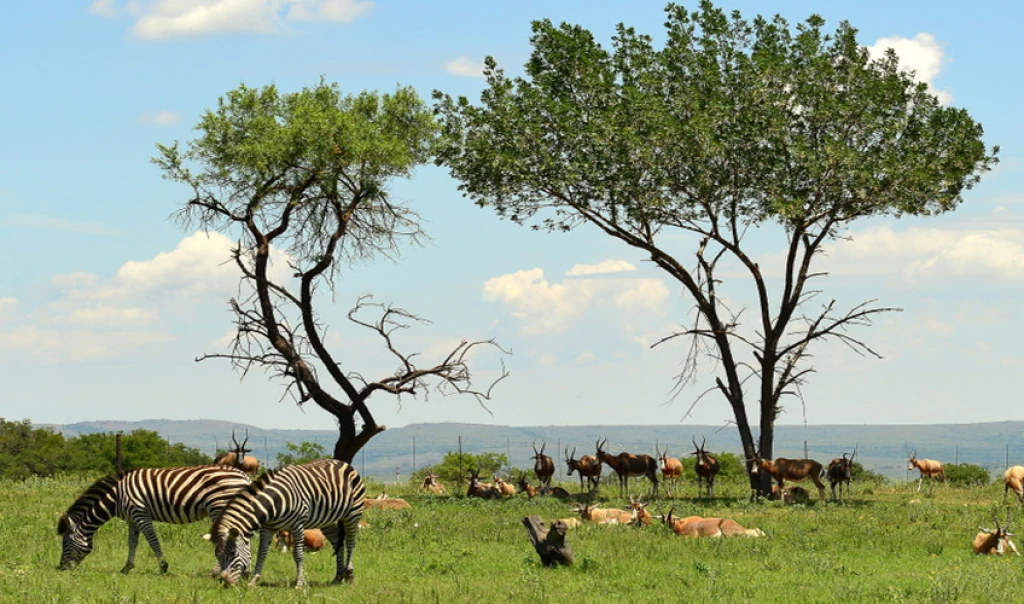 Güney Afrika’nın İki Farklı Yüzü CAPE TOWN & JOHANNESBURG TURU