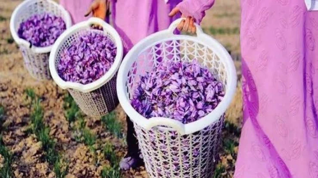 Safranbolu Safran Festivali Turu • Safranın Kokusu, Sonbaharın Renkleri!