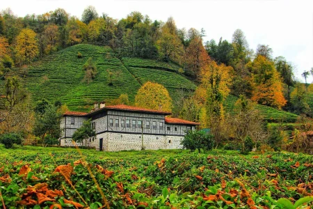 New Year Special Batumi and Black Sea Tour