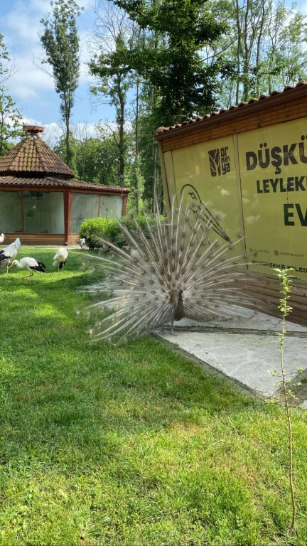 ORMANYA-MAŞUKİYE-MAXFUN-SAPANCA TURU 20 ARALIK 2026