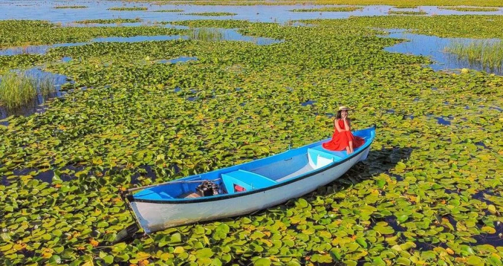 Aydın Çıkışlı Nilüfer Çiçekli Işıklı Gölü Pamukkale Turu
