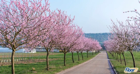 Aydın Çıkışlı Datça Badem Çiçeği Festivali Turu